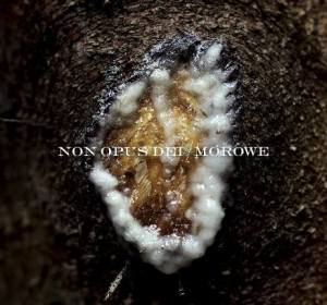 Non Opus Dei/Morowe