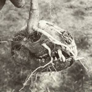 God's Bastard - Last Standing Village