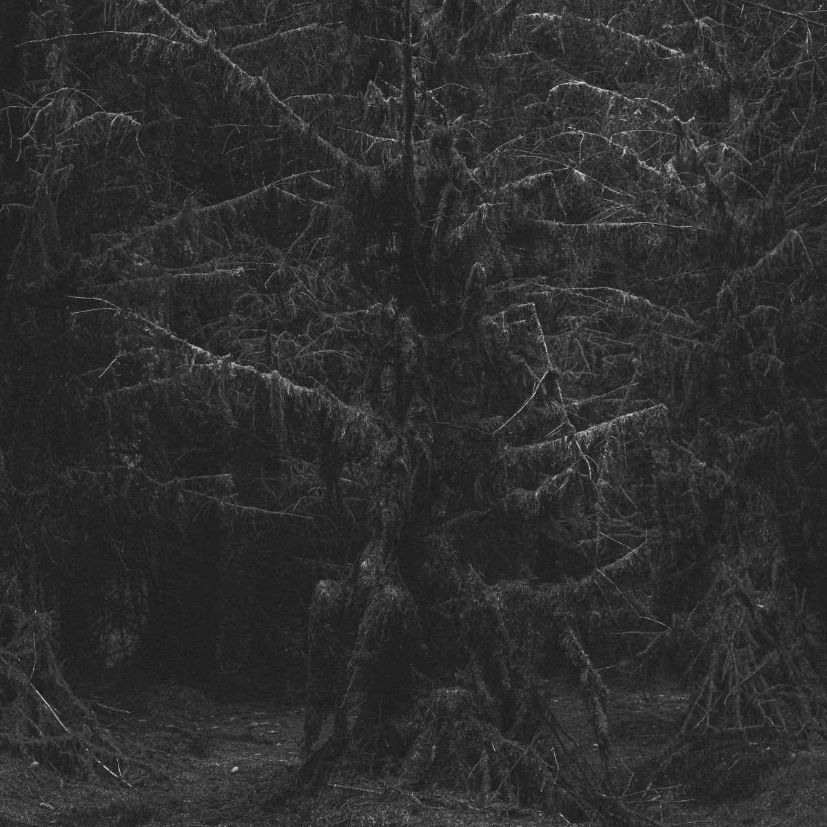 Ghozer – Forest of Bones&nbsp;(Review)